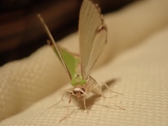 Synchlora tenuimargo