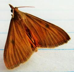 Uresiphita maorialis