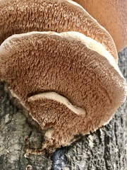 Pseudospongipellis unicolor