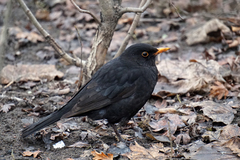 Turdus merula
