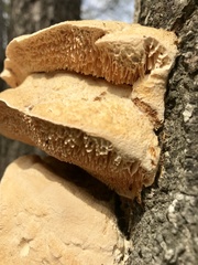 Pseudospongipellis unicolor