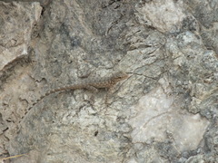 Pristurus celerrimus