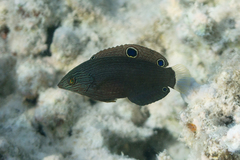 Halichoeres marginatus