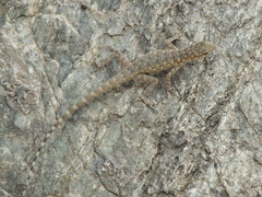Pristurus celerrimus