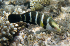 Red Sea Thicklip Wrasse photo 3