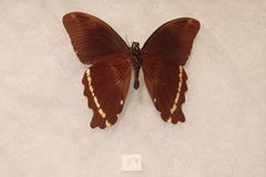 Papilio nireus pseudonireus