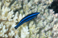 Larabicus quadrilineatus