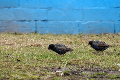 Sturnus vulgaris