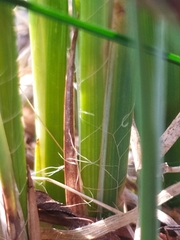 Carex elata
