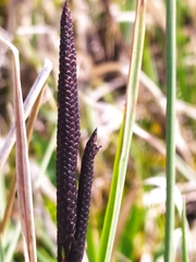 Carex elata