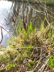 Carex elata