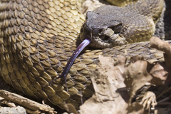 Crotalus oreganus