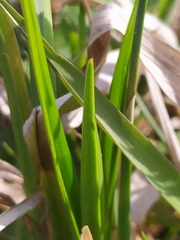 Carex elata