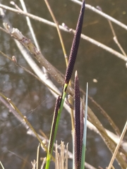 Carex elata