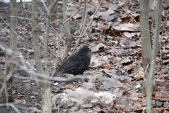 Turdus merula