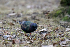 Sturnus vulgaris