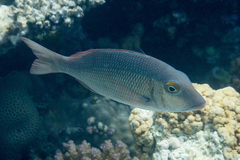 Lethrinus borbonicus
