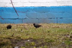 Sturnus vulgaris