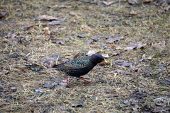 Sturnus vulgaris