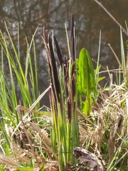 Carex elata