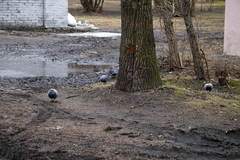Columba livia domestica