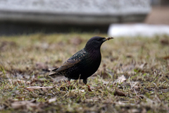 Sturnus vulgaris