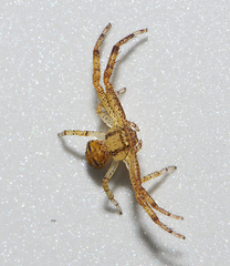 Xysticus ferox