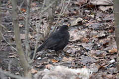 Turdus merula