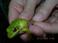 Pelophylax lessonae