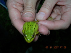 Pelophylax lessonae