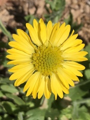 Gaillardia pulchella