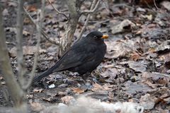 Turdus merula