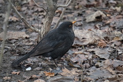 Turdus merula