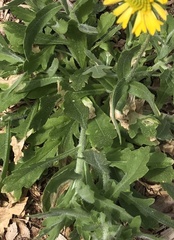 Gaillardia pulchella