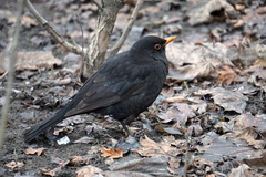 Turdus merula