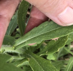 Gaillardia pulchella