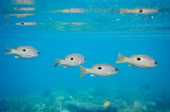 Lutjanus ehrenbergii