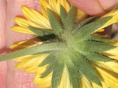 Gaillardia pulchella
