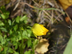 Ranunculus paludosus