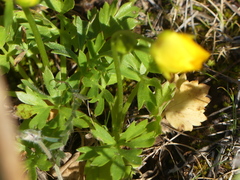 Ranunculus paludosus
