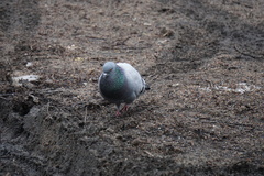 Columba livia domestica