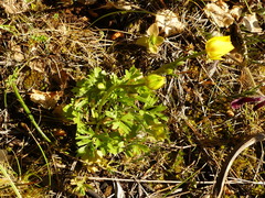 Ranunculus paludosus