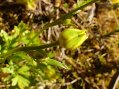 Ranunculus paludosus