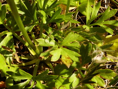 Ranunculus paludosus