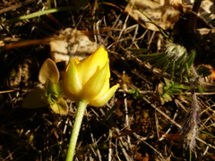 Ranunculus paludosus