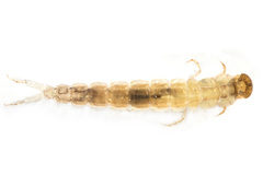 Polyplectropus
