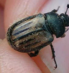 Blitopertha nigripennis