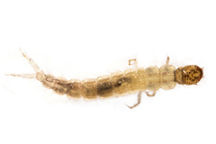 Polyplectropus