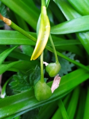 Leucojum