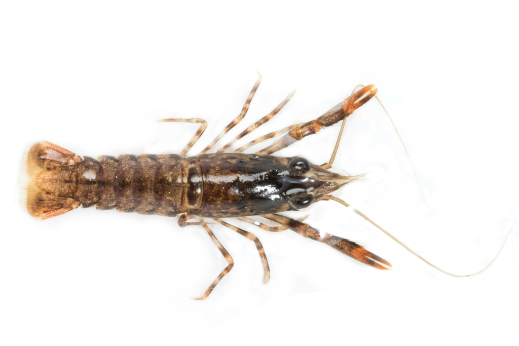 Paranephrops